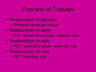 Function of Tubules
• Reabsorption of glucose
  – Proximal convoluted tubule
• Reabsorption of water
  – PCT, descending tubule, collecting duct
• Reabsorption of salts
  – PCT, ascending tubule, distal con. tub.
• Reabsorption of urea
  – PCT, collecting duct
 