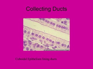 Collecting Ducts




Cuboidal Epithelium lining ducts
 
