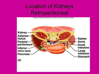 Location of Kidneys
  Retroperitoneal
 