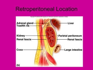 Retroperitoneal Location
 