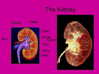 The Kidney

        Pyramid   Papilla

                            Cortex
                            Medulla
Hilum                           Column
                            Calyx

                             Pelvis
                            Ureter
 