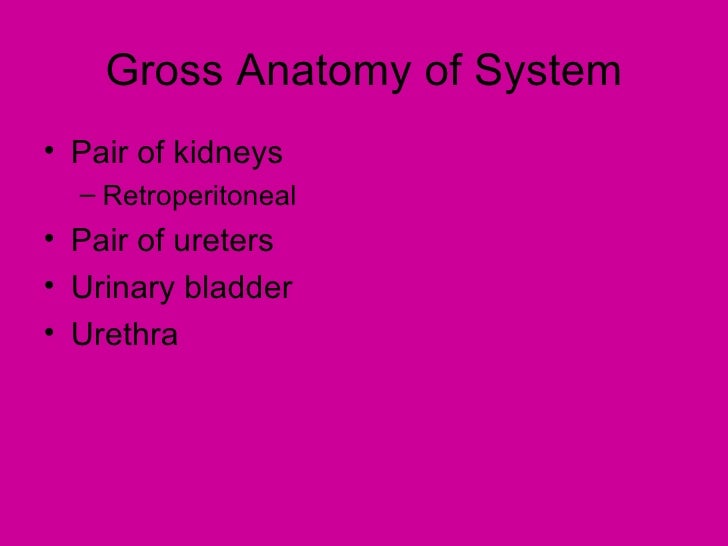 Excretory system
