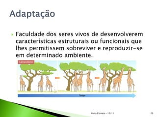  Faculdade dos seres vivos de desenvolverem
características estruturais ou funcionais que
lhes permitissem sobreviver e reproduzir-se
em determinado ambiente.
20Nuno Correia - 10/11
 