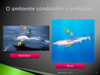 Mamífero
Peixe
21Nuno Correia - 10/11
 