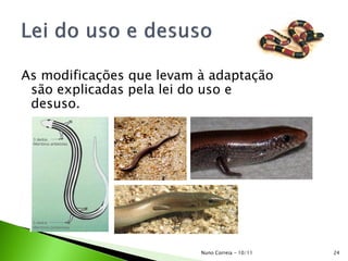 As modificações que levam à adaptação
são explicadas pela lei do uso e
desuso.
24Nuno Correia - 10/11
 