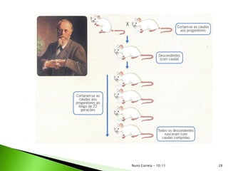 28Nuno Correia - 10/11
 