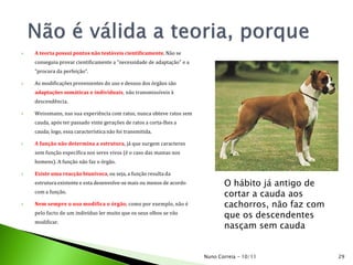  A teoria possui pontos não testáveis cientificamente. Não se
conseguiu provar cientificamente a "necessidade de adaptação" e a
"procura da perfeição“.
 As modificações provenientes do uso e desuso dos órgãos são
adaptações somáticas e individuais, não transmissíveis à
descendência.
 Weissmann, nas sua experiência com ratos, nunca obteve ratos sem
cauda, após ter passado vinte gerações de ratos a corta-lhes a
cauda; logo, essa característica não foi transmitida.
 A função não determina a estrutura, já que surgem caracteres
sem função específica nos seres vivos (é o caso das mamas nos
homens). A função não faz o órgão.
 Existe uma reacção biunívoca, ou seja, a função resulta da
estrutura existente e esta desenvolve-se mais ou menos de acordo
com a função.
 Nem sempre o uso modifica o órgão, como por exemplo, não é
pelo facto de um indivíduo ler muito que os seus olhos se vão
modificar.
O hábito já antigo de
cortar a cauda aos
cachorros, não faz com
que os descendentes
nasçam sem cauda
29Nuno Correia - 10/11
 