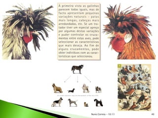 40Nuno Correia - 10/11
 