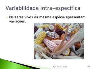 Os seres vivos da mesma espécie apresentam
variações.
Nuno Correia - 10/11 44
 