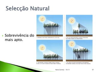  Sobrevivência do
mais apto.
Nuno Correia - 10/11 47
 