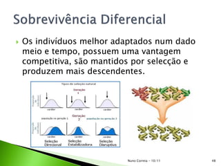  Os indivíduos melhor adaptados num dado
meio e tempo, possuem uma vantagem
competitiva, são mantidos por selecção e
produzem mais descendentes.
Nuno Correia - 10/11 48
 
