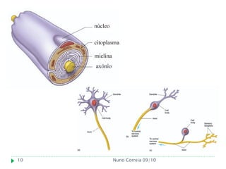 10   Nuno Correia 09/10
 
