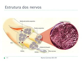 Estrutura dos nervos




11                 Nuno Correia 08-09
 