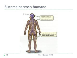 Sistema nervoso humano




12               Nuno Correia 09/10
 