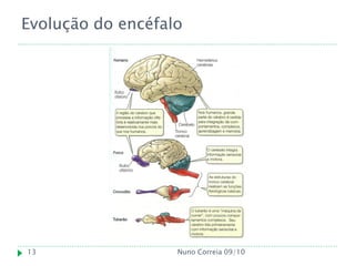 Evolução do encéfalo




13                 Nuno Correia 09/10
 