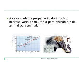     A velocidade de propagação do impulso
     nervoso varia de neurónio para neurónio e de
     animal para animal.




14                        Nuno Correia 08-09
 