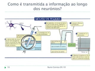 Como é transmitida a informação ao longo
            dos neurónios?




16                 Nuno Correia 09/10
 