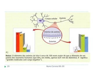 20   Nuno Correia 08-09
 