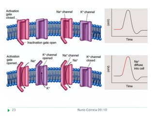 23   Nuno Correia 09/10
 
