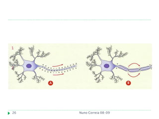 26   Nuno Correia 08-09
 