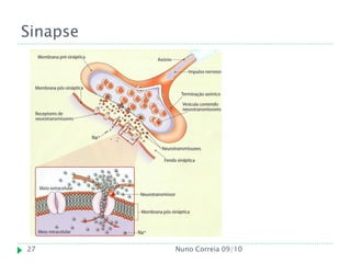 Sinapse




27        Nuno Correia 09/10
 