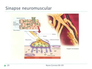 Sinapse neuromuscular




28                Nuno Correia 08-09
 