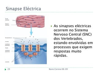 Sinapse Eléctrica


                        As sinapses eléctricas
                         ocorrem no Sistema
                         Nervoso Central (SNC)
                         dos Vertebrados,
                         estando envolvidas em
                         processos que exigem
                         respostas muito
                         rápidas.


29                  Nuno Correia 08-09
 