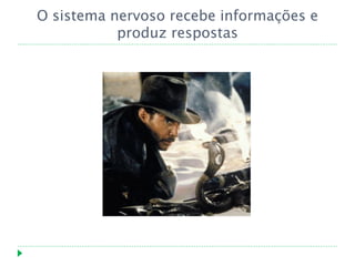 O sistema nervoso recebe informações e
           produz respostas
 