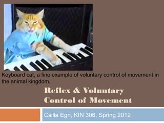 Keyboard cat, a fine example of voluntary control of movement in 
the animal kingdom. 
Reflex & Voluntary 
Control of Movement 
Csilla Egri, KIN 306, Spring 2012 
 