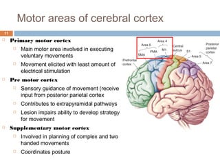 Reflex and Voluntary Control of Movement | PPT