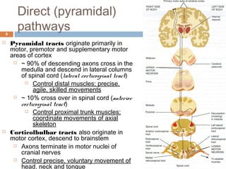 Reflex and Voluntary Control of Movement | PPT