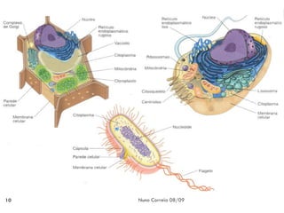 10   Nuno Correia 08/09
 