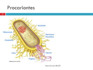 Procariontes
11




                    Nuno Correia 08/09
 