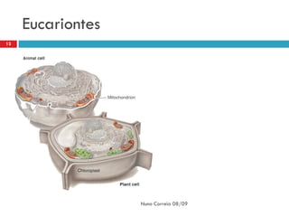 Eucariontes
12




                   Nuno Correia 08/09
 