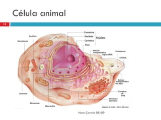 Célula animal
13




                     Nuno Correia 08/09
 