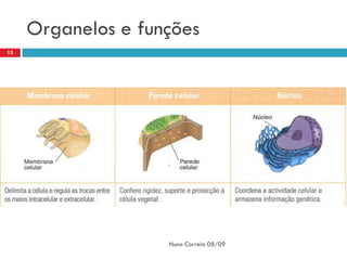 Organelos e funções
15




                    Nuno Correia 08/09
 