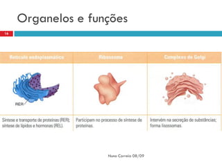 Organelos e funções
16




                    Nuno Correia 08/09
 