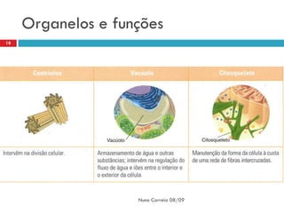 Organelos e funções
18




                    Nuno Correia 08/09
 