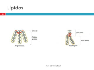 Lípidos
24




               Nuno Correia 08/09
 