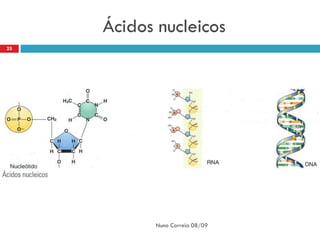 Ácidos nucleicos
25




           Nuno Correia 08/09
 