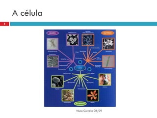 A célula
8




               Nuno Correia 08/09
 