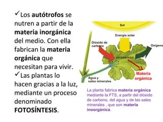 Los autótrofos se
nutren a partir de la
materia inorgánica
del medio. Con ella
fabrican la materia
orgánica que
necesitan para vivir.
Las plantas lo
hacen gracias a la luz,
mediante un proceso
denominado
FOTOSÍNTESIS.
La planta fabrica materia orgánica
mediante la FTS, a partir del dióxido
de carbono, del agua y de las sales
minerales , que son materia
inoorgánica.
Materia
orgánica
 