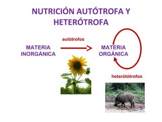 MATERIA
INORGÁNICA
MATERIA
ORGÁNICA
autótrofos
heterótótrofos
NUTRICIÓN AUTÓTROFA Y
HETERÓTROFA
 