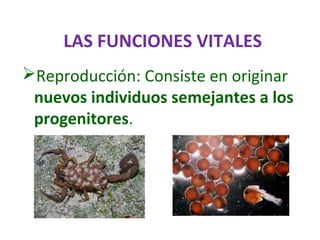 LAS FUNCIONES VITALES
Reproducción: Consiste en originar
nuevos individuos semejantes a los
progenitores.
 