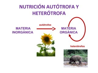 MATERIA
INORGÁNICA
MATERIA
ORGÁNICA
autótrofos
heterótrofos
NUTRICIÓN AUTÓTROFA Y
HETERÓTROFA
 
