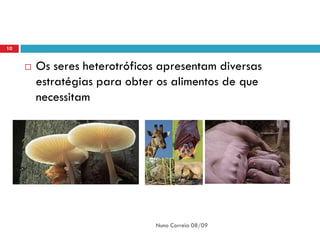 10


        Os seres heterotróficos apresentam diversas
         estratégias para obter os alimentos de que
         necessitam




                               Nuno Correia 08/09
 