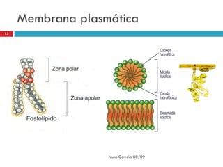 Membrana plasmática
13




                   Nuno Correia 08/09
 