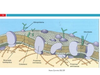 14




     Nuno Correia 08/09
 
