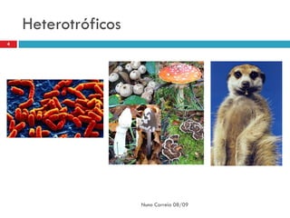Heterotróficos
4




                     Nuno Correia 08/09
 