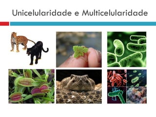 Unicelularidade e Multicelularidade
 